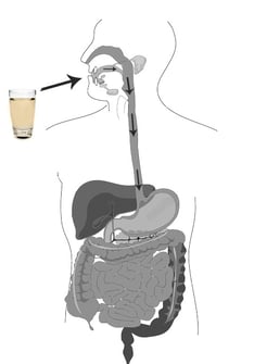 bioavalbility.jpg