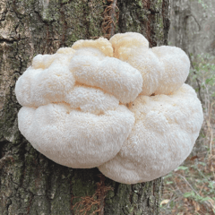 lions mane mushroom 1